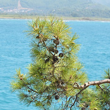the sea and the pine trees